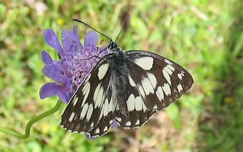 Papillons - Demi-deuil - Melanargia Galathea - Femelle
