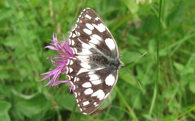 Papillons - Demi-deuil - Melanargia galathea