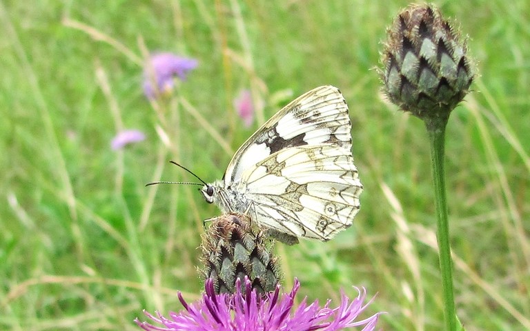 Papillons - Demi-deuil - Melanargia galathea