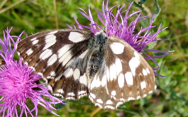 Papillons - Demi-deuil - Melanargia galathea