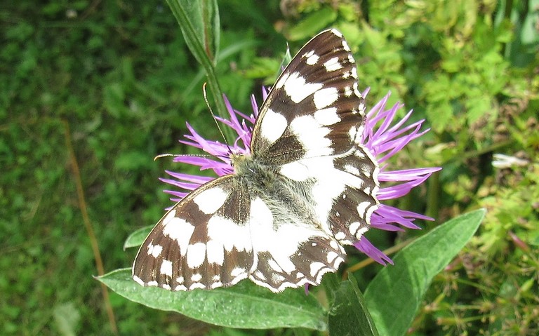 Papillons - Demi-deuil - Melanargia galathea