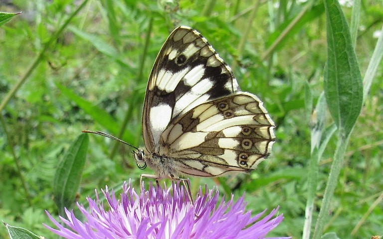Papillons - Demi-deuil - Melanargia galathea