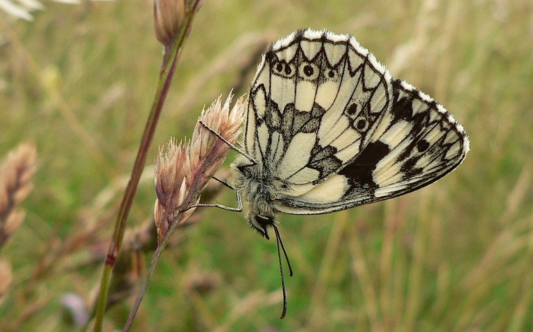 Papillons - Demi-deuil - Melanargia galathea