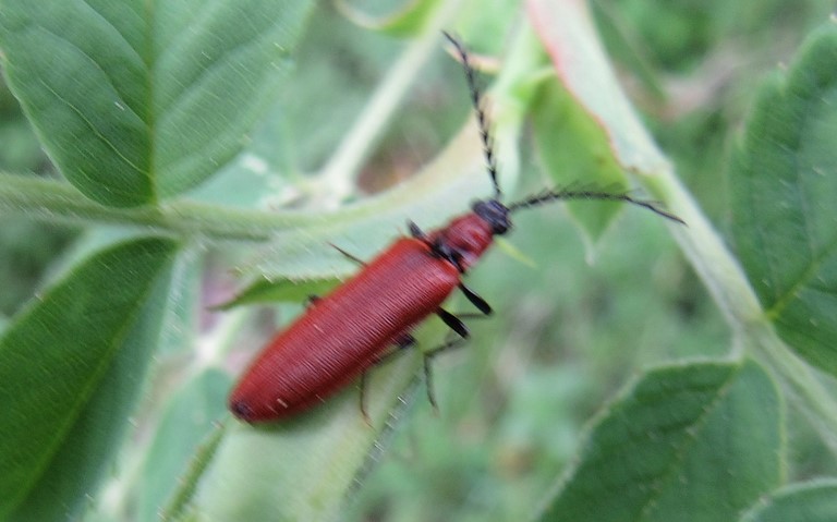 Coléoptères - Elateroides - Denticollis rubens