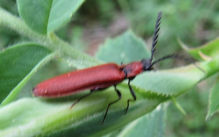 Denticollis rubens