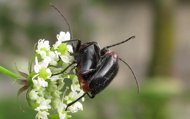 Couple - 30 juin 2013 Coléoptères - Cerambycides - Acmeops à thorax rouge - Dinoptera collaris