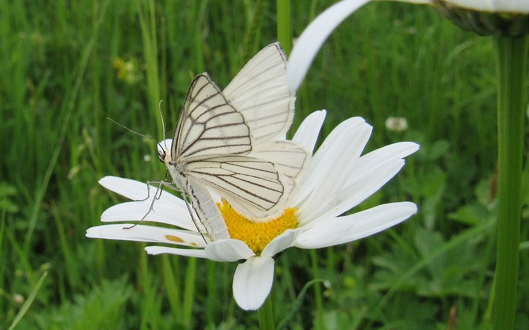 Papillons - La divisée - Siona Lineata