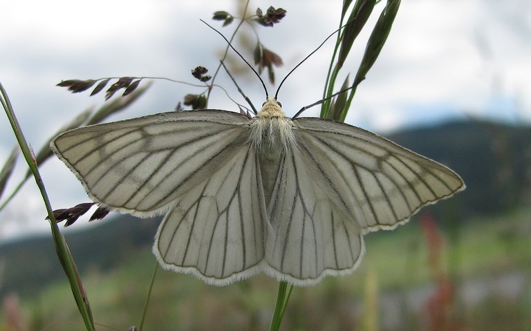 Papillons - La divisée - Siona Lineata
