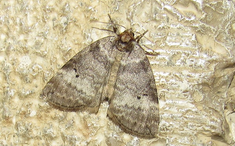 Papillons - La double ligne - Ochropacha duplaris