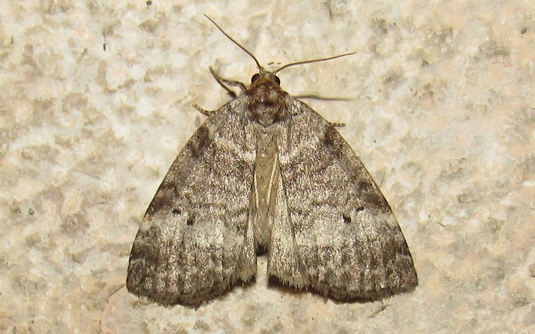 Papillons - La double ligne - Ochropacha duplaris