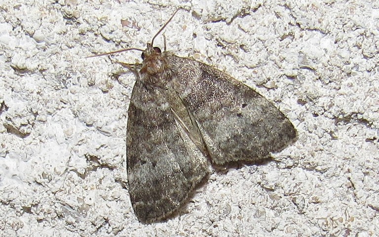 Papillons - La double ligne - Ochropacha duplaris