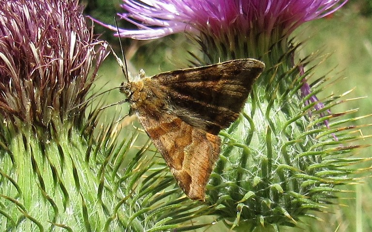 Papillons - Doublure jaune - Euclidia glyphica