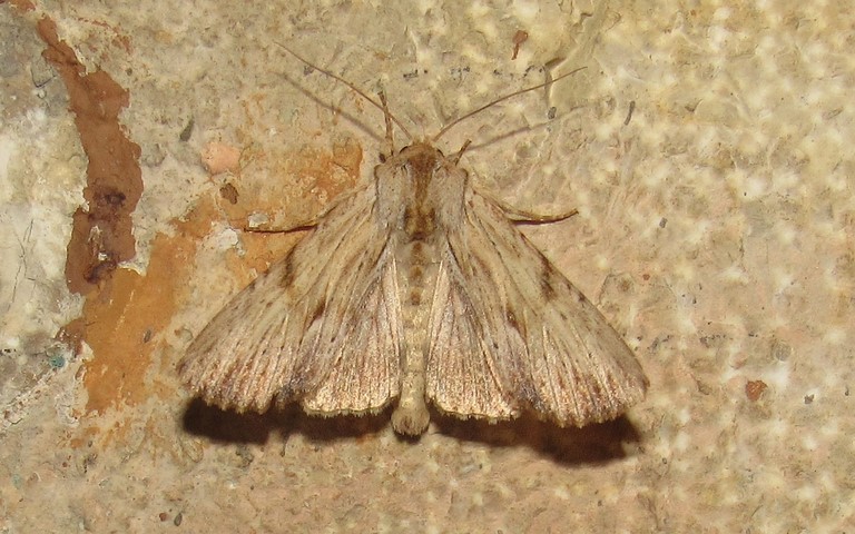 Papillons - La doucette - Apamea lithoxylaea