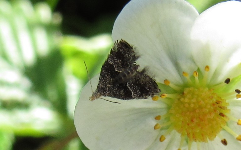 Papillons - Douglasiidae - Tinagma perdicella
