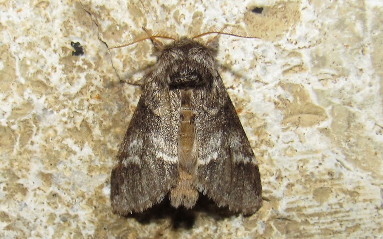 Papillons - Drymonia sp.