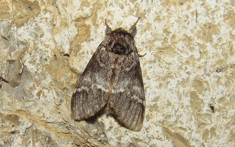 Papillons - Drymonia sp.