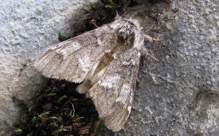 Papillons - Drymonia sp.