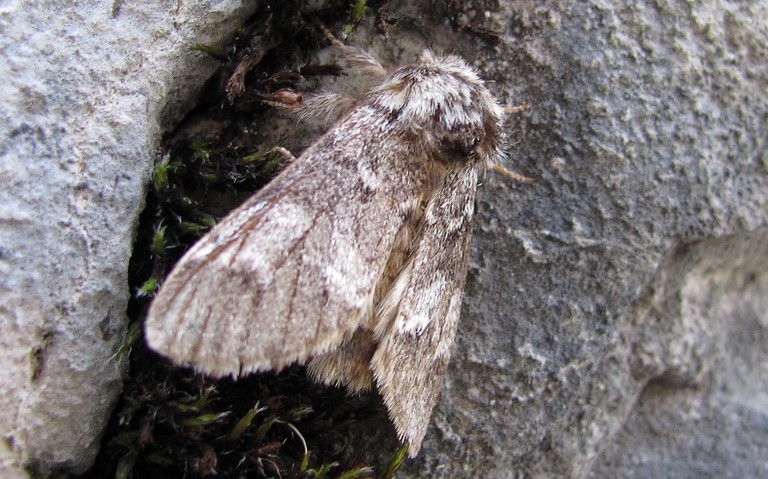 Papillons - Drymonia sp.