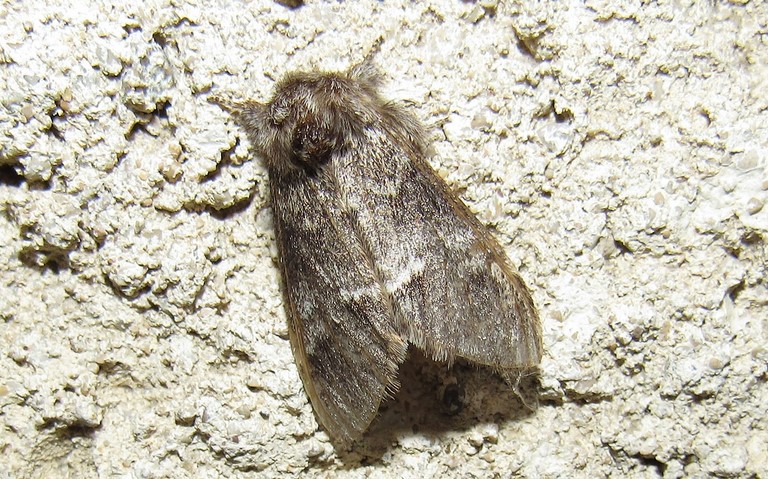 Papillons - Drymonia sp.