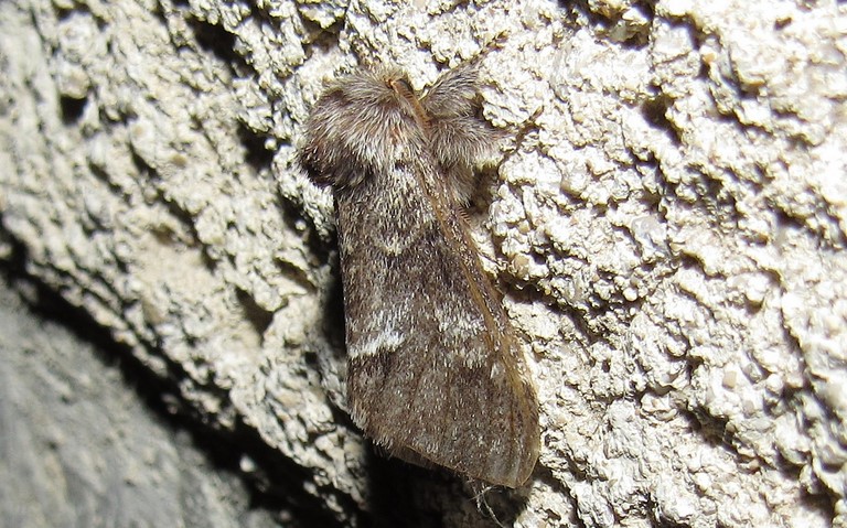 Papillons - Drymonia sp.