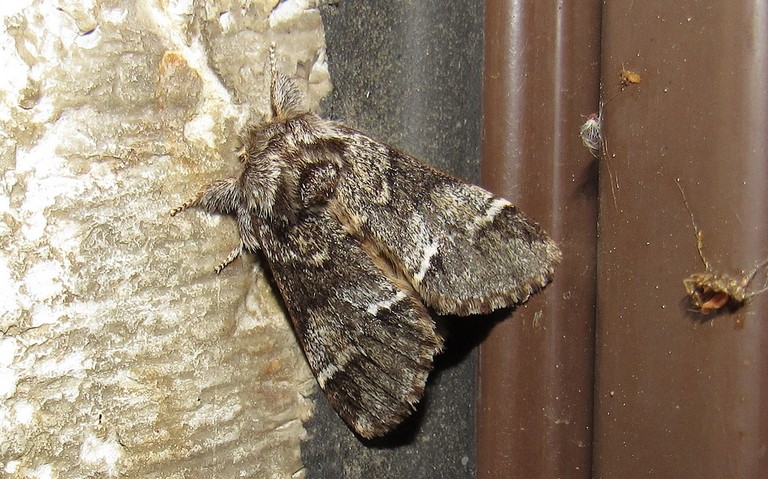 Papillons - Drymonia sp.