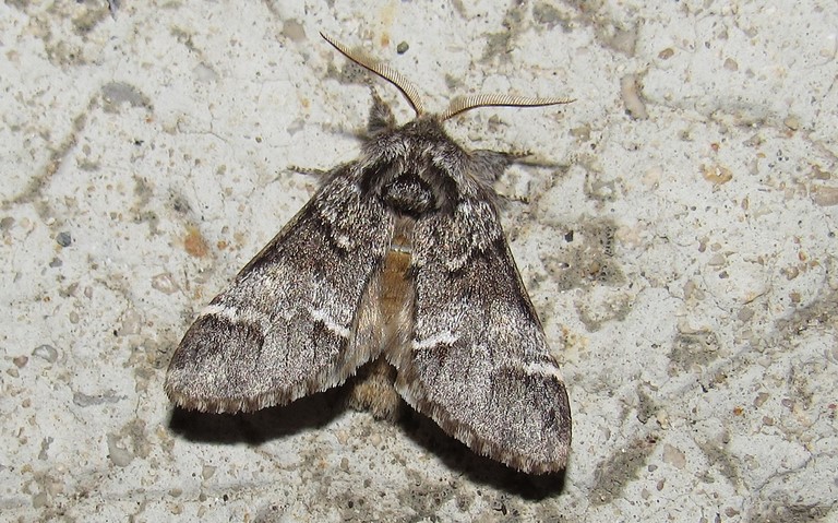 Papillons - Drymonia sp.