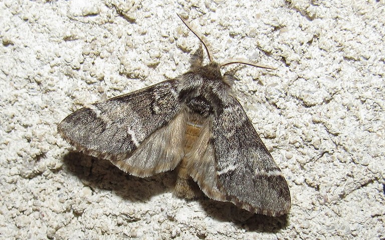 Papillons - Drymonia sp.