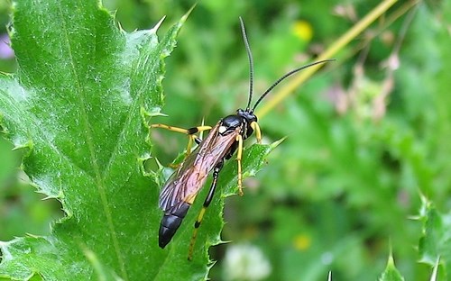 Hyménoptères - Ischneumonidés - Dyphus sp.