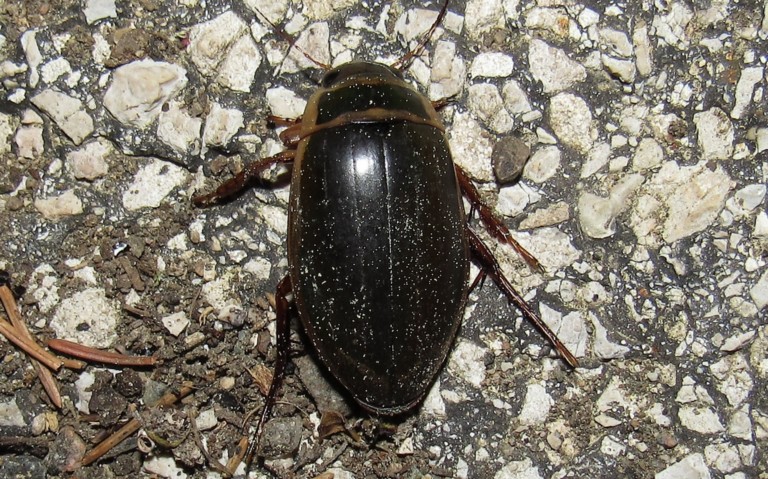 Le dytique bordé - Dytiscus marginalis