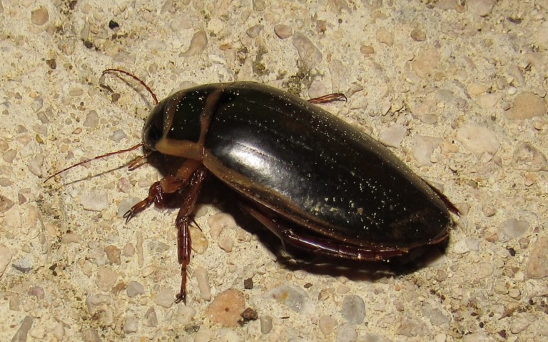 Le dytique bordé - Dytiscus marginalis