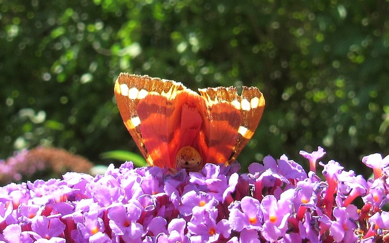 Papillons - Ecaille chinée - Euplagia quadripunctaria