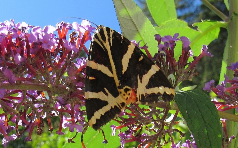 Papillons - Écaille chinee - Euplagia quadripunctaria