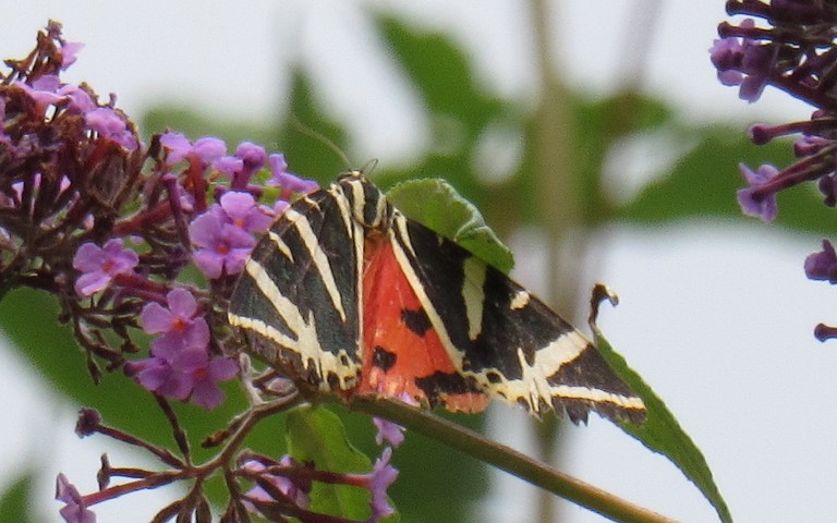 Papillons - L'écaille chinée - Euplagia quadripunctaria