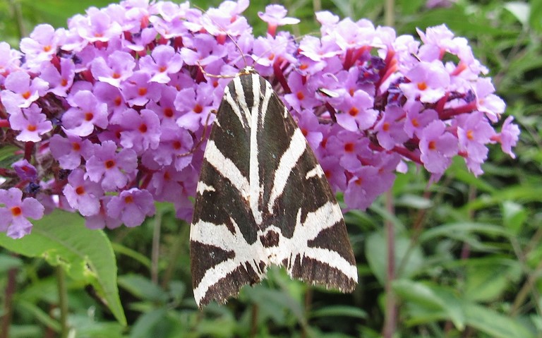 Papillons - Écaille chinée - Euplagia quadripunctaria
