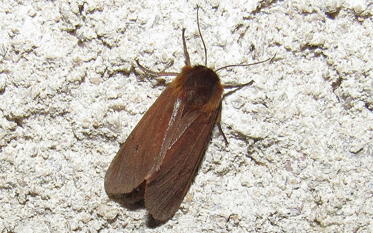 Papillons - L'écaille cramoisie -  Phragmatobia fuliginosa