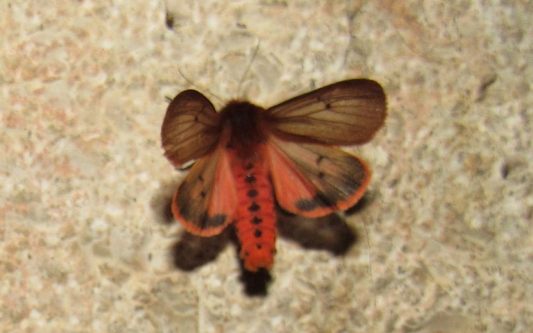 Papillons - L'écaille cramoisie -  Phragmatobia fuliginosa