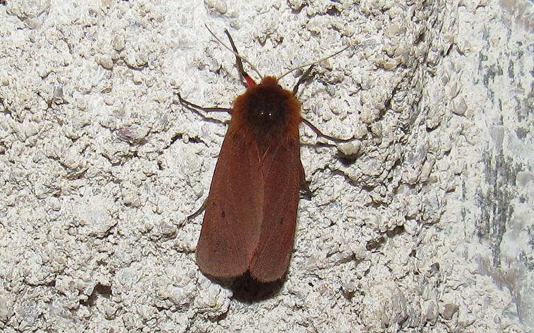 Papillons - L'écaille cramoisie -  Phragmatobia fuliginosa