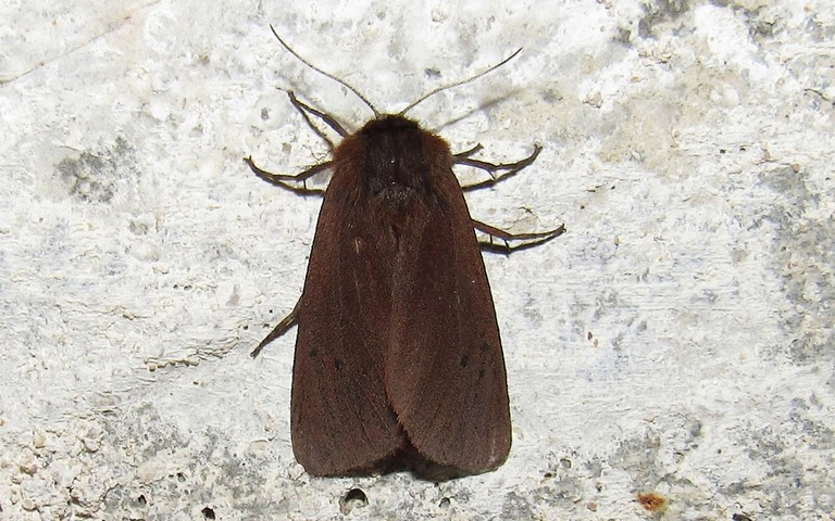 Papillons - L'écaille cramoisie -  Phragmatobia fuliginosa