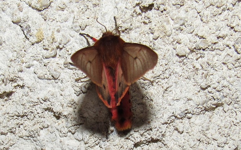 Papillons - L'écaille cramoisie -  Phragmatobia fuliginosa