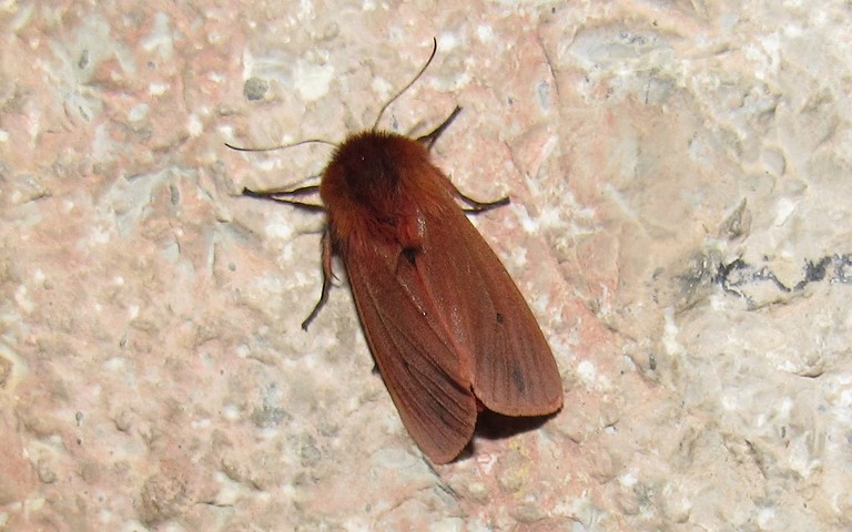 Papillons - L'écaille cramoisie -  Phragmatobia fuliginosa