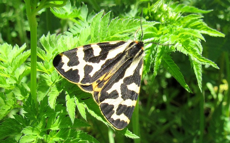Papillons - Ecaille du plantain - Parasemia Plantaginis - Mâle