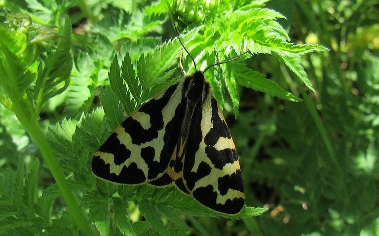 Papillons - Ecaille du plantain - Arctia plantaginis - Mâle