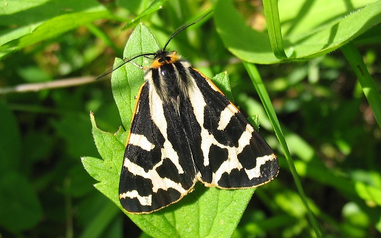 Papillons - Ecaille du plantain - Arctia plantaginis - Mâle