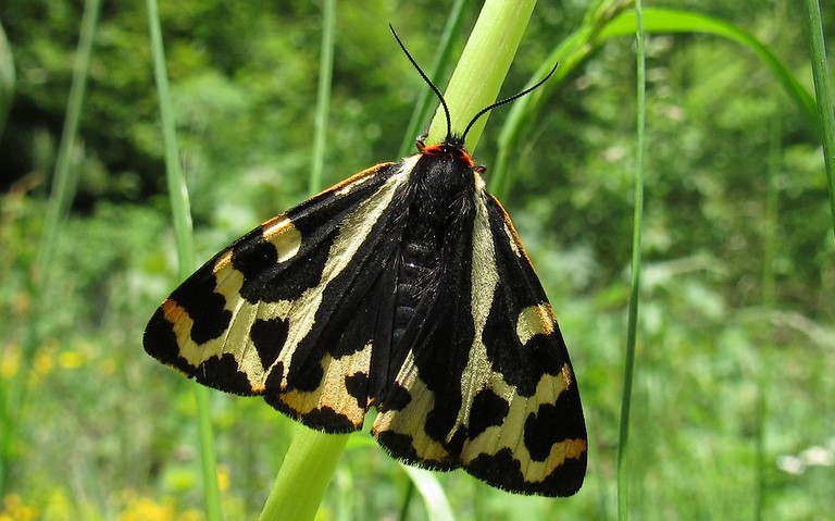 Papillons - Ecaille du plantain - Parasemia Plantaginis - Femelle