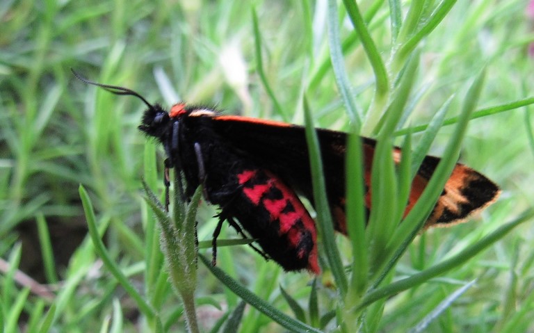 Papillons - Ecaille du plantain - Parasemia Plantaginis - Femelle