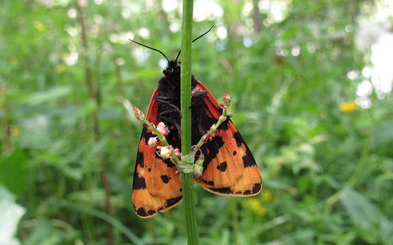 Papillons - Ecaille du plantain - Arctia plantaginis - Femelle
