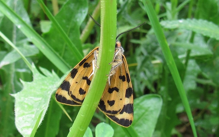 Papillons - Ecaille du plantain - Parasemia Plantaginis - Male