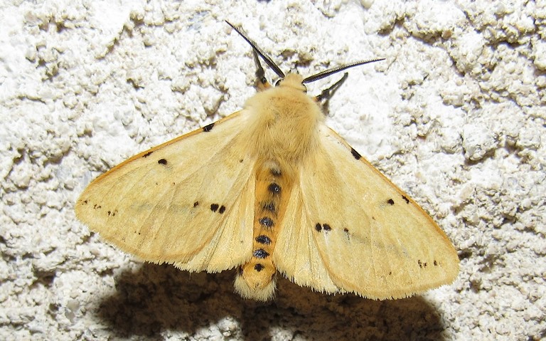 Papillons - L'écaille lièvre - Spilosoma lutea