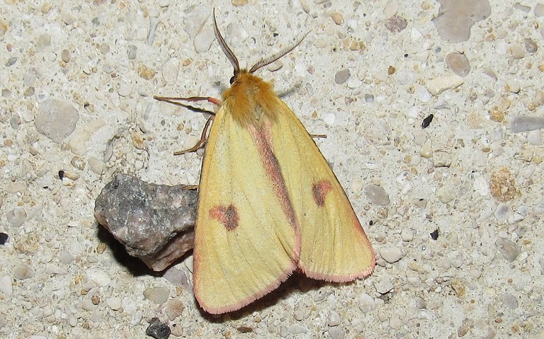 Papillons - L'ecaille roussette - Diacrisia sannio - Male