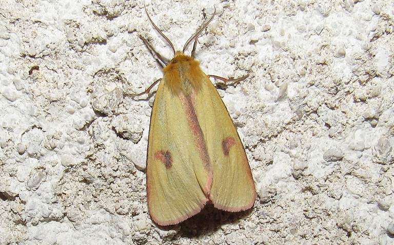 Papillons - L'écaille roussette - Diacrisia sannio - Mâle